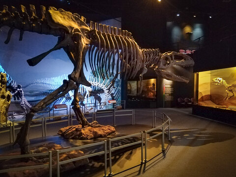 Tyrannotitan chubutensis, paleontology museum, trelew, argentina