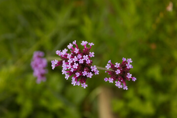Beautiful blooming purple Verbena bonariensis, also know as purpletop or Argentinian vervain, tall verbena. Top view of violet verbena flower in field. Colorful verbena on blurred background.