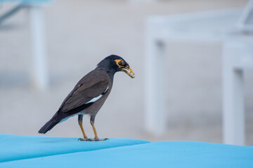 a close-up of a Mynah bird
