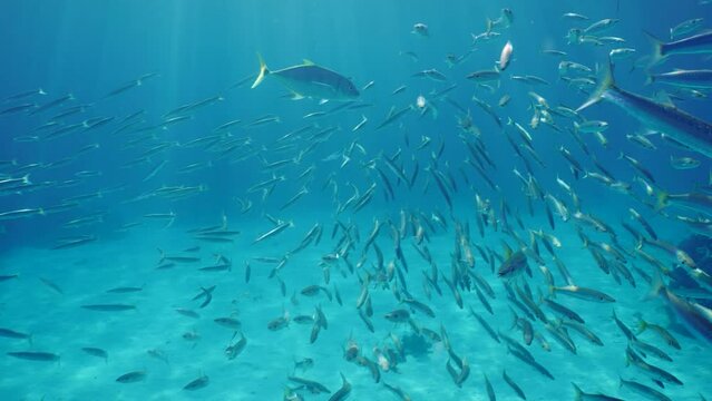 Jack fish swim above shoal of Barracudas in sun rays, Slow motion. Trevally fish (Carangoides fulvoguttatus) chasing school of Yellow-tailed Barracuda (Sphyraena flavicauda) while hunting in sun rays