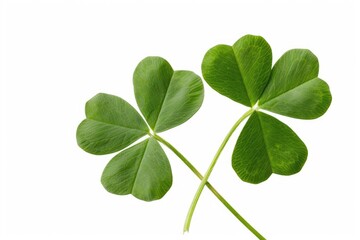 Two green clovers are shown in a white background. The clovers are green and have a leafy appearance