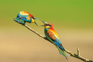 The European bee-eater (Merops apiaster) two birds quarrelling