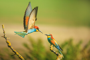 The European bee-eater (Merops apiaster) one bird lies on another