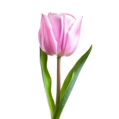 Fototapeta premium Pink Tulip, transparent background, isolated image, generative AI