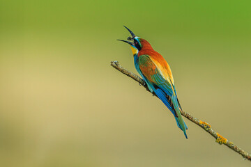 The European bee-eater (Merops apiaster) swallows insects