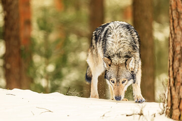Eurasian wolf (Canis lupus lupus) in the winter forest with snow