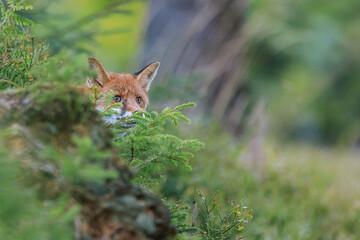 male red fox (Vulpes vulpes) is hidden in the woods
