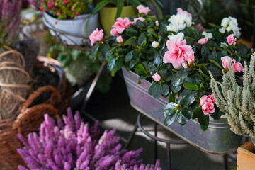 Small flower shop with pink flowers in Italy