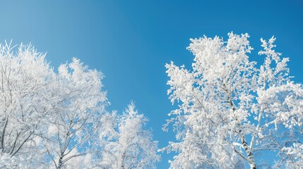 Winter trees under a clear blue sky