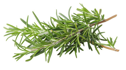 Fototapeta premium A single sprig of rosemary isolated on a clean, white surface