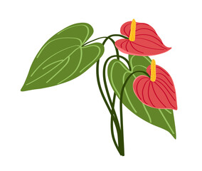 Anthurium illustration in flat style on white background. Botanical art of a tropical plant