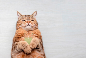 Fototapeta premium Red cat with a cocktail in his paws