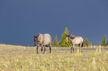 Obraz premium Wild Horses in the Pryor Mountains Montana in Summer