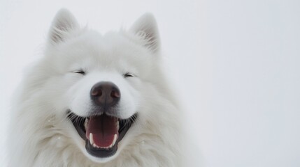 Fototapeta premium Adorable samoyed dog with a big smile on a white background
