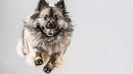 Excited keeshond jumping up high on a white background