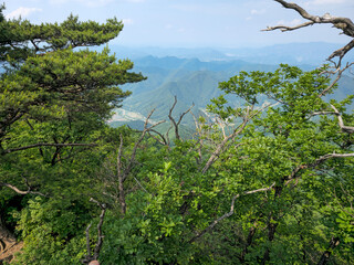 A lush green forest with a view of mountains in the distance. The trees are tall and leafy, creating a serene and peaceful atmosphere