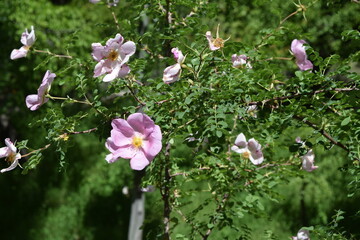 spring in the garden