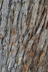 bark of a tree