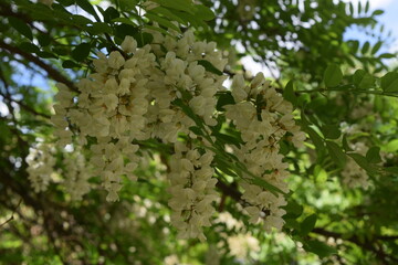tree with flowers