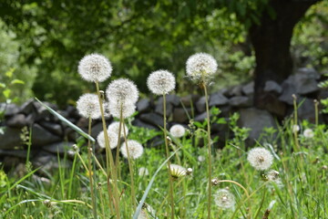 dandelions in the grass