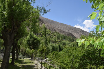 landscape with trees and clouds