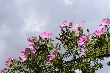 pink wild flowers against blue sky