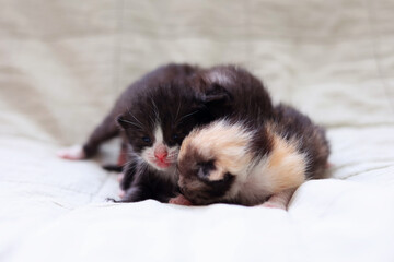  Adorable kittens sleep peacefully on a soft light fabric background.