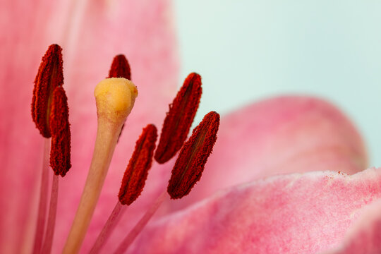beautiful soft white pink lily , pink and blue gradient, bouquet of lilies close up, flower pistils,  flower leaf texture , flowers with copy space 