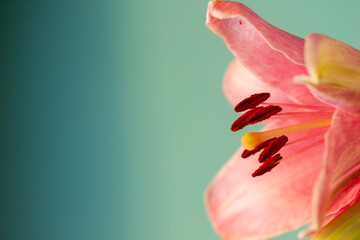 beautiful soft white pink lily , pink and blue gradient, bouquet of lilies close up, flower...