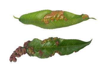 Peach leaf curl. Peach leaves affected by fungal disease.