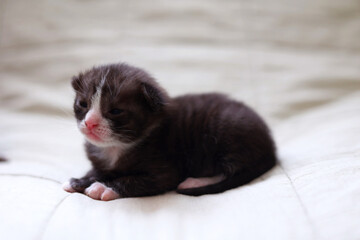 A charming baby kitten peacefully sleeping on a delicate light fabric background