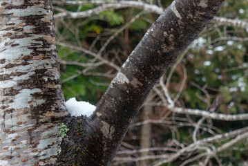 寒い冬　雪が残る公園で　滋賀県大津市春日山公園