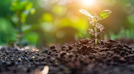 A young seedling growing upward towards bright sunlight with a dollar sign next to it, representing economic growth, isolated on white, ample copy space, highresolution, clear imag