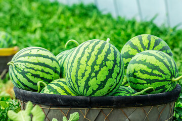 Fresh watermelon fruits just picked in the watermelon fields. Agricultural watermelon fields.