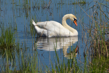 cigno reale