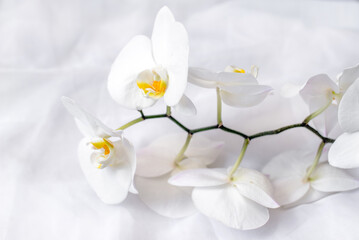 The branch of white orchids on white fabric background
