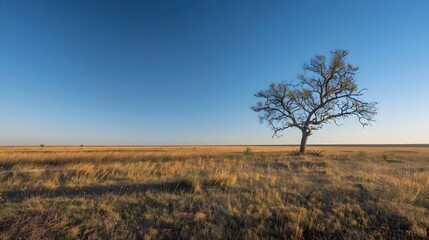 Fototapeta premium Lone Tree in Vast Golden Field Under Clear Blue Sky