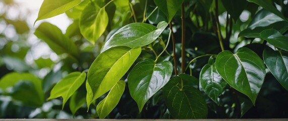 Obraz premium Nature of green leaf in garden at summer Natural green 