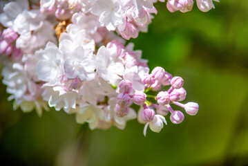 Inflorescence of a white lilac against a blue sky
