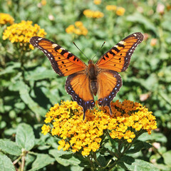 Obraz premium 나비