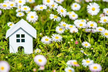 The symbol of the house stands among white daisies

