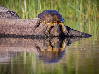 Fototapeta premium Turtle on a rock in a lagoon.
