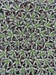 Obraz premium piante grasse, fat plants 