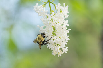 Bee on a White Lilac Flower