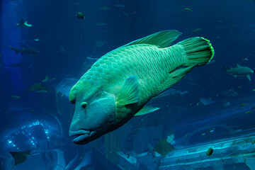 Napoleon wrasse swimming in aquarium