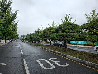 A street with a 30 sign on it. The street is wet and there are trees lining the road