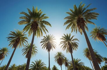 Fototapeta premium palm trees on sky