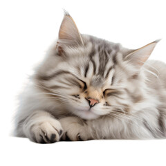 Obraz premium A photo of a cute and fluffy white cat sleeping soundly with its paws tucked in.