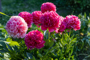 Flower double deep pink peony Mary Jo Legare, blooming paeonia lactiflora in summer garden