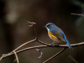 Fototapeta premium 森の中で枝に留まっているルリビタキの雄